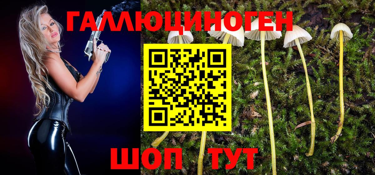 Галлюциногенные грибы Psilocybe  Вход с VPN  Электрогорск 
